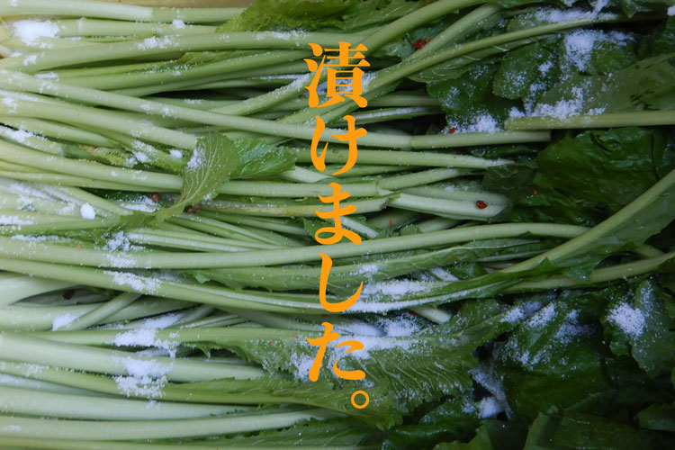 野沢菜の写真に「漬けました」の文字